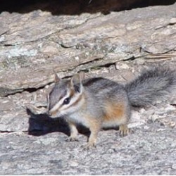 Chipmunk Squirrel Cliff chipmunk Tamias Ardilla