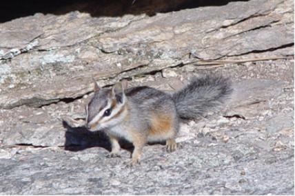 Chipmunk Squirrel Cliff chipmunk Tamias Ardilla