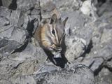 Chipmunk Squirrel Colorado chipmunk Tamias Ardilla