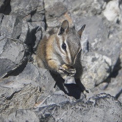 Chipmunk Squirrel Colorado chipmunk Tamias Ardilla