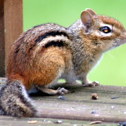 Chipmunk Squirrel Eastern Chipmunk  Tamias Ardilla