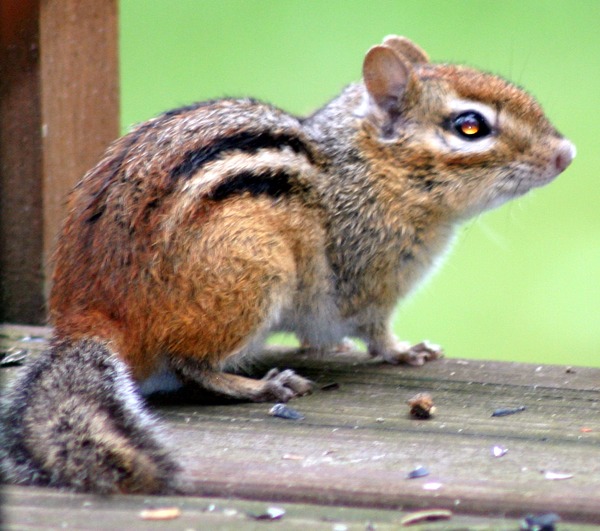 Chipmunk Squirrel Eastern Chipmunk  Tamias Ardilla