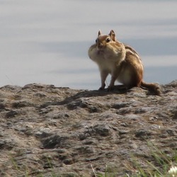 Chipmunk Squirrel Eastern Chipmunk Tamias Ardilla