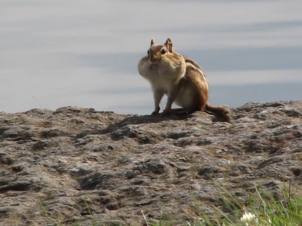 Chipmunk Squirrel Eastern Chipmunk Tamias Ardilla