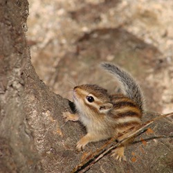 Chipmunk Squirrel Siberian chipmunk Korea Tamias Ardilla