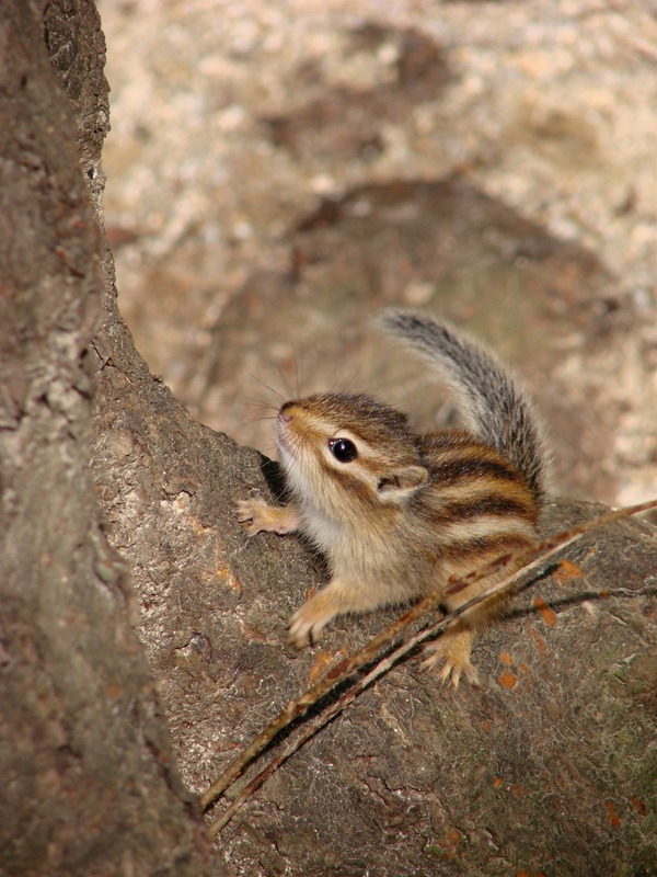 Chipmunk Squirrel Siberian chipmunk Korea Tamias Ardilla