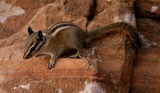Chipmunk Photo Gallery