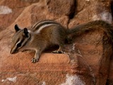 Chipmunk Squirrel Squirrel Zion Tamias Ardilla