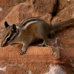 Chipmunk Squirrel Squirrel Zion Tamias Ardilla