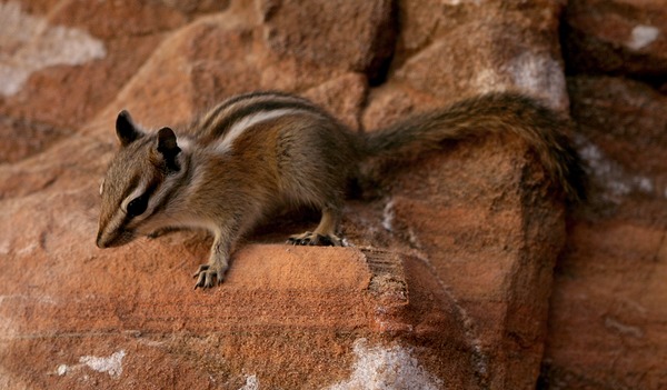 Chipmunk Squirrel Squirrel Zion Tamias Ardilla