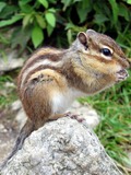 Chipmunk Squirrel Streifenhoernchen Tamias Ardilla