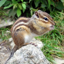 Chipmunk Squirrel Streifenhoernchen Tamias Ardilla