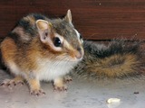 Chipmunk Squirrel Tamias Sibiricus Close Tamias Ardilla