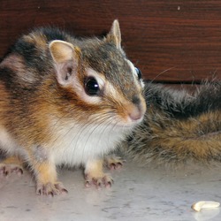 Chipmunk Squirrel Tamias Sibiricus Close Tamias Ardilla