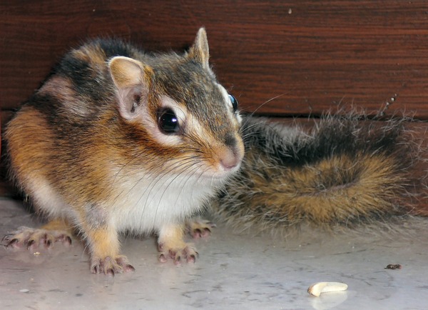 Chipmunk Squirrel Tamias Sibiricus Close Tamias Ardilla