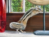 Chipmunk Squirrel Tamias Sibiricus Long Tamias Ardilla