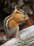 Chipmunk Squirrel Tamias minimus Tamias Ardilla