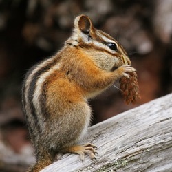 Chipmunk Squirrel Tamias minimus Tamias Ardilla