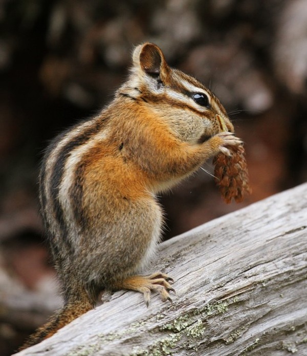 Chipmunk Squirrel Tamias minimus Tamias Ardilla