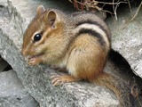 Chipmunk Photo Gallery