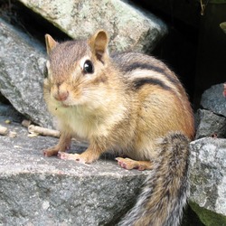 Chipmunk Squirrel Tamias striatus3 Tamias Ardilla