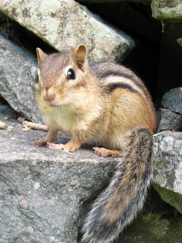 Chipmunk Squirrel Tamias striatus3 Tamias Ardilla