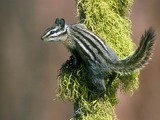 Chipmunk Squirrel Yellow Pine Chipmunk Tamias Ardilla