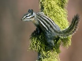 Chipmunk Squirrel Yellow Pine Chipmunk Tamias Ardilla