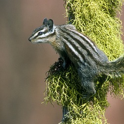 Chipmunk Squirrel Yellow Pine Chipmunk Tamias Ardilla