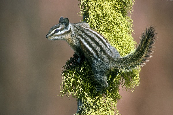 Chipmunk Squirrel Yellow Pine Chipmunk Tamias Ardilla