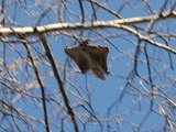 Flying Squirrel   Pteromyini Ardilla