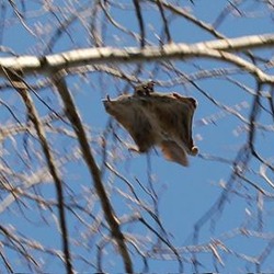 Flying Squirrel   Pteromyini Ardilla