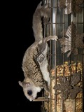 Flying Squirrel Flying_Squirrel Pteromyini Ardilla