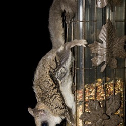 Flying Squirrel Flying_Squirrel Pteromyini Ardilla