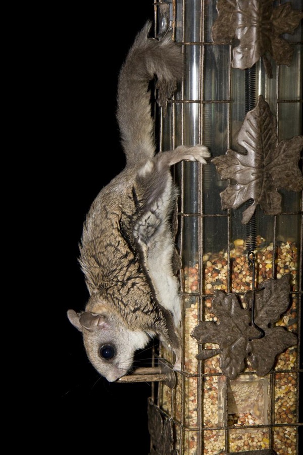 Flying Squirrel Flying_Squirrel Pteromyini Ardilla