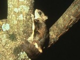 Flying Squirrel Glaucomys sabrinus Pteromyini Ardilla