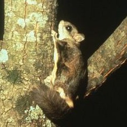 Flying Squirrel Glaucomys sabrinus Pteromyini Ardilla