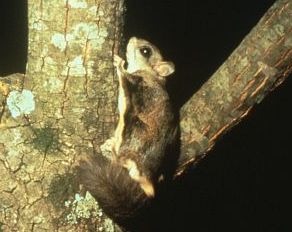 Flying Squirrel Glaucomys sabrinus Pteromyini Ardilla