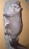 Small Land Mammals