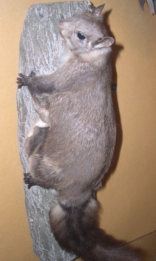 Flying Squirrel Hylopetes nigripes Pteromyini Ardilla