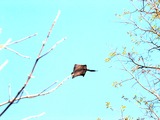 Flying Squirrel Pratik gujarat Pteromyini Ardilla