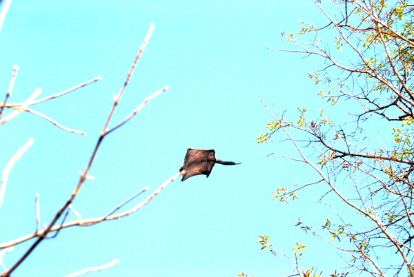 Flying Squirrel Pratik gujarat Pteromyini Ardilla