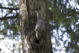 Small Land Mammals