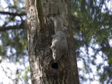 Flying Squirrel Pteromys volans Pteromyini Ardilla
