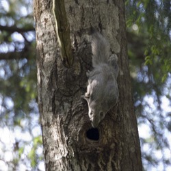 Flying Squirrel Pteromys volans Pteromyini Ardilla