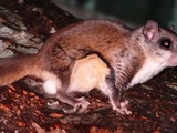 Flying Squirrel Southern flying  Squirrel Pteromyini Ardilla