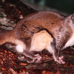 Flying Squirrel Southern flying  Squirrel Pteromyini Ardilla