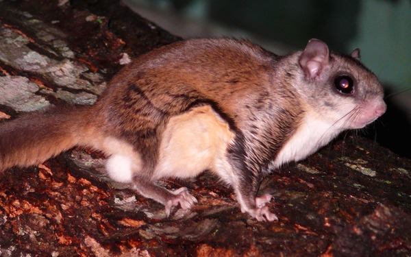 Flying Squirrel Southern flying  Squirrel Pteromyini Ardilla