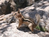 Ground Squirrel  Golden mantled Ground_Squirrel Sciuridae Ardilla