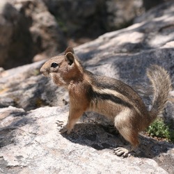 Ground Squirrel  Golden mantled Ground_Squirrel Sciuridae Ardilla